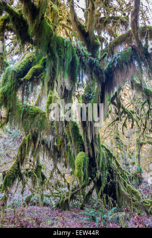 Moss covered old tree, Hoh rainforest, Olympic National Park, Washington, USA Stock Photo