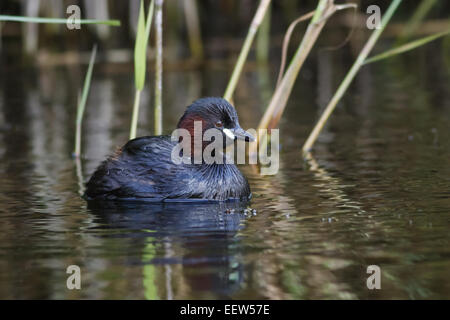 A Little Grebe amongst the reeds. Stock Photo