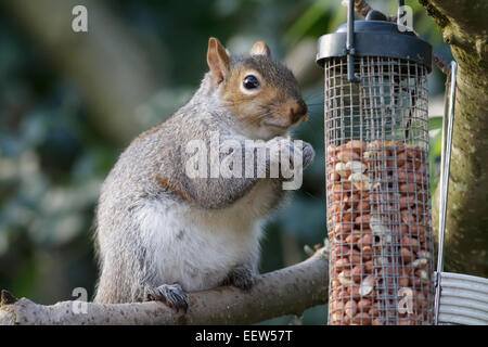 A Grey Squirrel eating from a bird feeder. Stock Photo