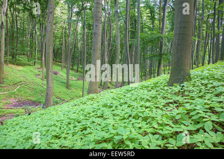 beech forest from west Slovakia Stock Photo