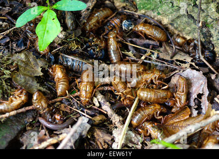 CT USA — June 18, 2013.  Cicada exoskeletons at the base of a tree along Driftwood Lane in North Branford. A colony of Millions of the insects emerged from their 17-year slumber to mate and start the cycle over again.