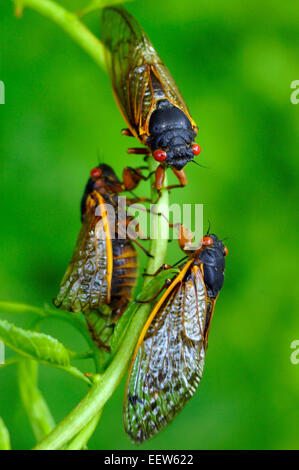 CT USA June 18, 2013. Three Cicadas gather together on a branch along Driftwood Lane in North Branford, where a colony of Millions of the insects emerged from their 17-year slumber to mate and start the cycle over again.
