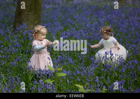 Two children picking bluebells in an English wood in Spring. Stock Photo