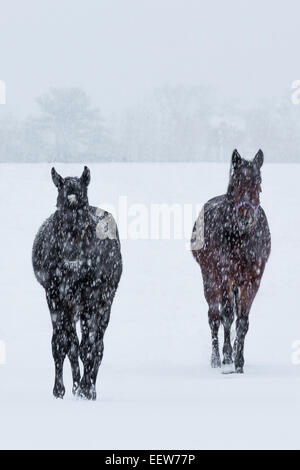 Amish work horse on a snowy day off in Mecosta County near Big Rapids ...