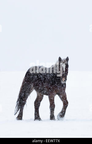 Amish work horse on a snowy day off in Mecosta County near Big Rapids ...