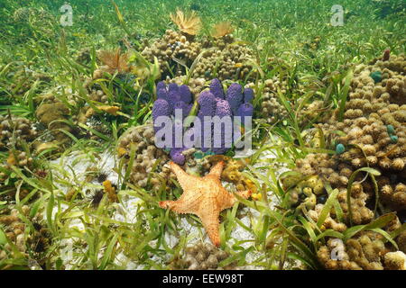 Colorful underwater animals with purple Branching tube sponge and red Cushion starfish in a coral reef, Caribbean sea Stock Photo