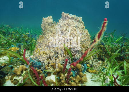 Giant barrel sponge Xestospongia muta on seabed of the Caribbean sea Stock Photo