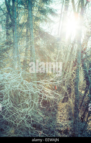Sunlight streaming through birch trees and spruce forest with frost on branches. Stock Photo