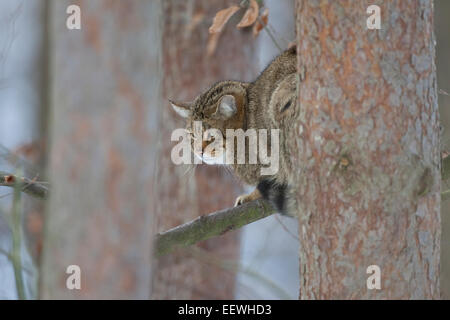 Wild cat, wildcat, Wildkatze, Wild-Katze, Katze, Felis silvestris, chat haret, chat sauvage Stock Photo