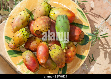 Indian fig opuntia, barbary fig, cactus pear, Prickley pear, Echter Feigenkaktus, Frucht, Kaktusfeige, Opuntia ficus-indica