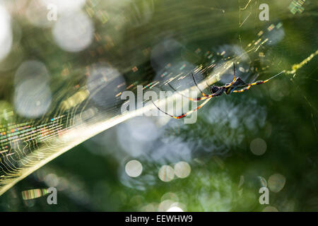 Golden Orb Spider Nephila clavipes in web near Boca Tapada, Costa Rica, February, 2014. Stock Photo