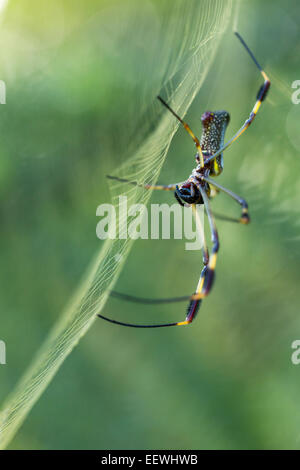 Golden Orb Spider Nephila clavipes in web near Boca Tapada, Costa Rica, February, 2014. Stock Photo