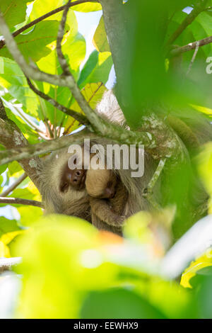 Hoffmann's two toed sloth Choloepus hoffmanni and baby resting in tree together at Manuel Antonio National Park, near Quepos,