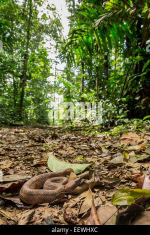 Wide angle image of Rainforest Hognosed Pit Viper Porthidium nasutum coiled up on rainforest floor near Boca Tapada, Costa Ric Stock Photo