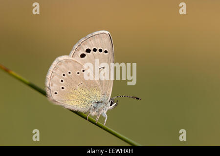 Side profile of Green-underside Blue Glaucopsyche alexis butterfly resting on side of grass stem Stock Photo