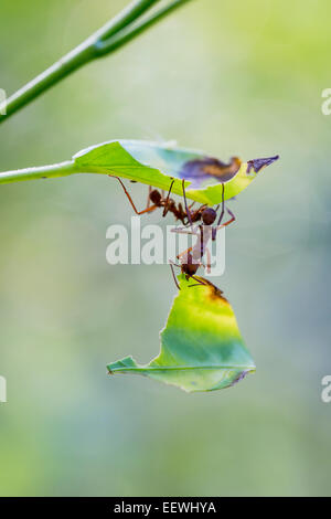 Leafcutter Ant Atta cephalotes hanging off leaf near Boca Tapada, Costa Rica, December, 2013. Stock Photo