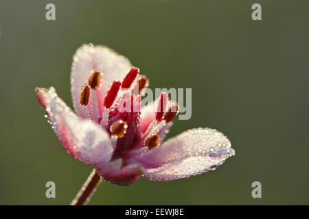 Flowering Rush (Butomus umbellatus), individual flower, Middle Elbe Biosphere Reserve, Saxony-Anhalt, Germany Stock Photo