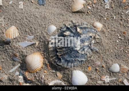 European flat oyster, mud oyster, edible oyster, Europäische Auster, Austern, Muschelschale, Schale, Ostrea edulis, Huître plate Stock Photo