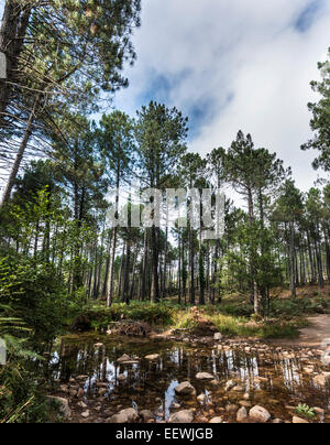 Small river flowing through a pine forest, Alta Rocca, L'Ospédale, Corsica, France Stock Photo