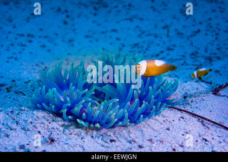 Young Saddleback Clownfish (Amphiprion polymnus), Philippines Stock Photo