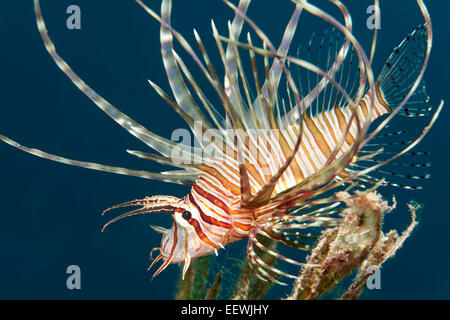 Red Lionfish (Pterois volitans), juvenile, Jordan Stock Photo