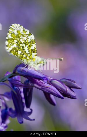 Orange-tip Anthocharis cardamines butterfly roosting on Common Bluebell (Hyacinthoides non-scripta), Malvern Hills, Worcesters Stock Photo