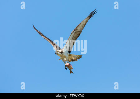 Adult female Osprey Pandion haliaetus flying against blue sky with fish in talons, Droitwich, Worcestershire, September, 2012. Stock Photo