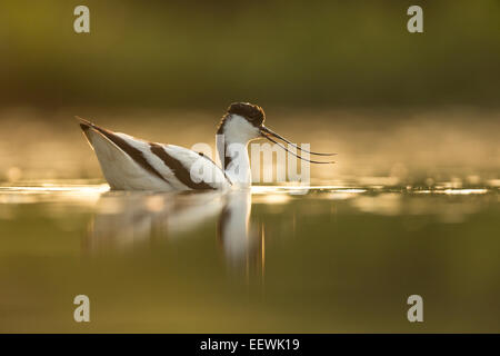 Callling Pied Avocet Recurvirostra avosetta swimming in shallow pool, Lake Csaj, Pusztaszer, Hungary, July, 2013. Stock Photo