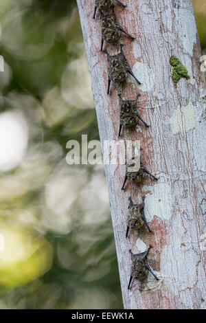 Line of Proboscis Bat Rhynchonycteris naso roosting on side of tree near Boca Tapada, Costa Rica, January, 2014. Stock Photo