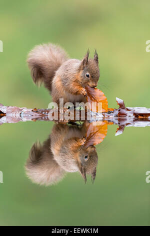 Red Squirrel Sciurus vulgaris with beech leaf at reflection pool, Castle Douglas, Scotland, UK, January, 2013. Stock Photo