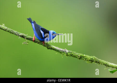 Red-legged Honeycreeper Cyanerpes cyaneus perched on mossy branch at Boca Tapada, Costa Rica, February, 2014. Stock Photo