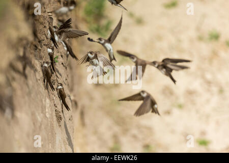 Sand Martin Riparia riparia flying to nest holes in sand bank Stock Photo