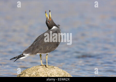 Sooty Gull Ichthyaetus hemprichii calling from rock in sea at Sharm El Sheik, Egypt, Africa, April, 2009. Stock Photo