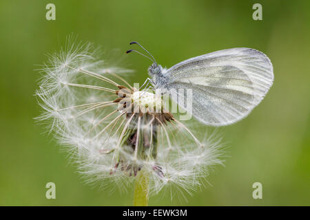 Single Wood White Leptidea sinapsis resting on Common Dandelion Taraxacum officinale seed head, Wigmore Rolls, Herefordshire May Stock Photo