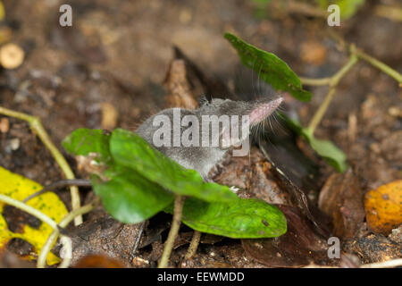 The Etruscan shrew (Suncus etruscus) is the smallest mammal in the world by weight. Stock Photo