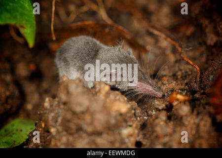 The Etruscan shrew (Suncus etruscus) is the smallest mammal in the world by weight. It weighs only two grams Stock Photo