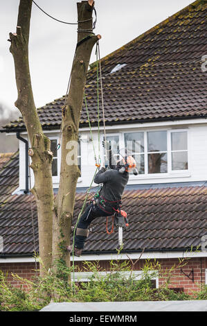 A tree surgeon arboriculturist cutting down tree in a garden Skilled Worker Chainsaw Climbing Stock Photo