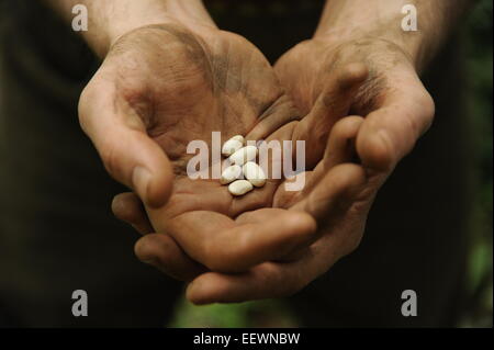 seeds in hands Stock Photo