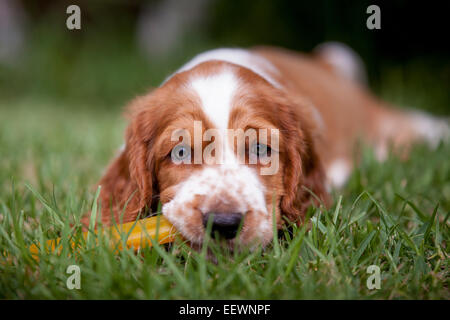 Welsh Springer Spaniel chewing on a rubber bone. Stock Photo