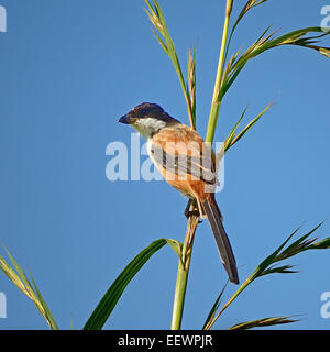 Long-tailed Shrike (Lanius schach), standing on the grass branch Stock Photo
