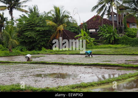 Planting rice seedlings in Ubud, Bali. Stock Photo