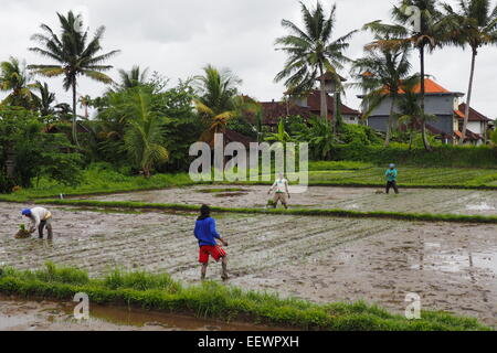 Planting rice seedlings in Ubud, Bali. Stock Photo