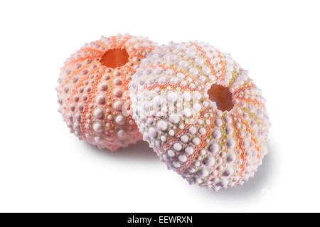 Sea Urchins Stock Photo