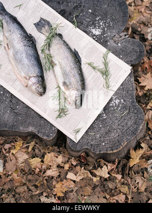 Two fish lying on a tree trunk. Stock Photo