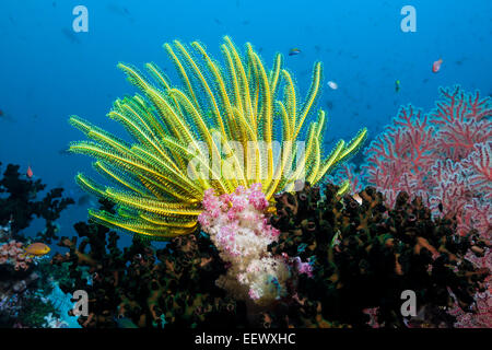 Yellow Feather Star in Coral Reef, Comanthina schlegeli, Triton Bay, West Papua, Indonesia Stock Photo
