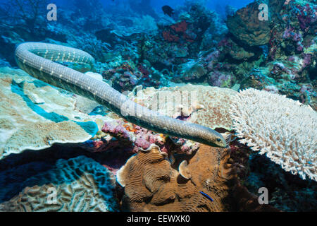 Chinese Sea Snake, Laticauda semifasciata, Kai Islands, Moluccas, Indonesia Stock Photo