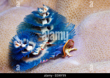 Blue Christmas-Tree Worm, Spirobranchus giganteus, Kai Islands, Moluccas, Indonesia Stock Photo