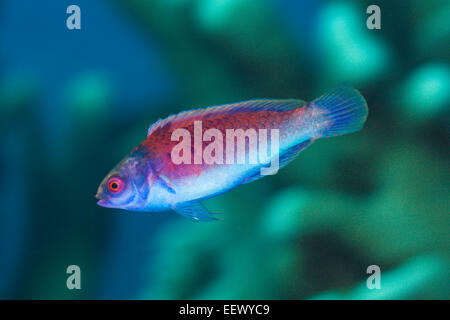 Red-eye Wrasse, Cirrhilabrus solorensis, Kai Islands, Moluccas, Indonesia Stock Photo