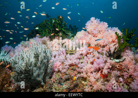 Reef of colored Soft Corals, Dendronephthya sp., Triton Bay, West Papua, Indonesia Stock Photo