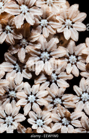 Polyps of Organ Pipe Coral, Tubipora musica, Triton Bay, West Papua, Indonesia Stock Photo
